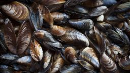 Blue mussel (Mytilus trossulus) shells picked at beach, North-West of Estonia, the Baltic Sea.