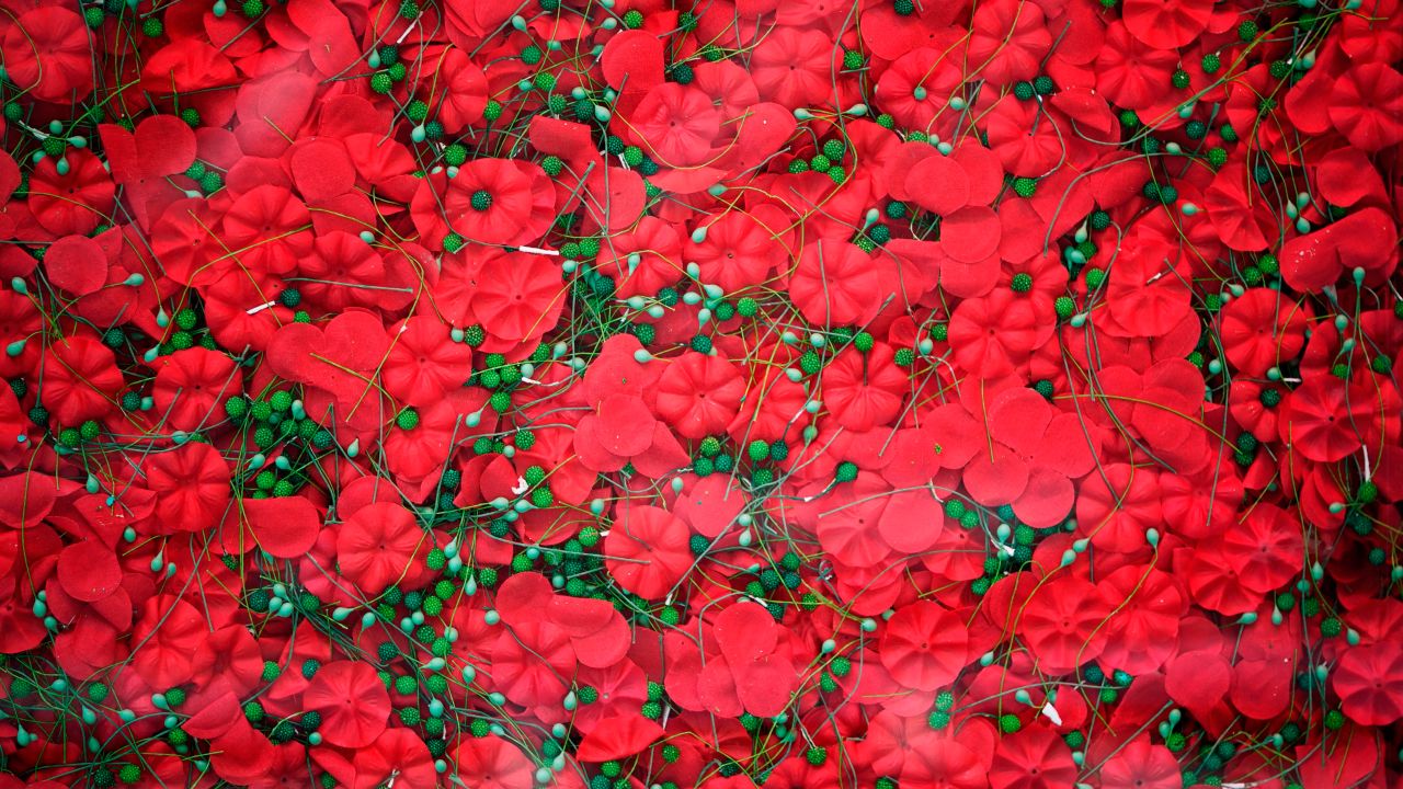 Part of a display of 645,000 poppies are seem behind glass on the National Mall on May 25, 2018 in Washington, DC. (MANDEL NGAN/AFP/Getty Images)
