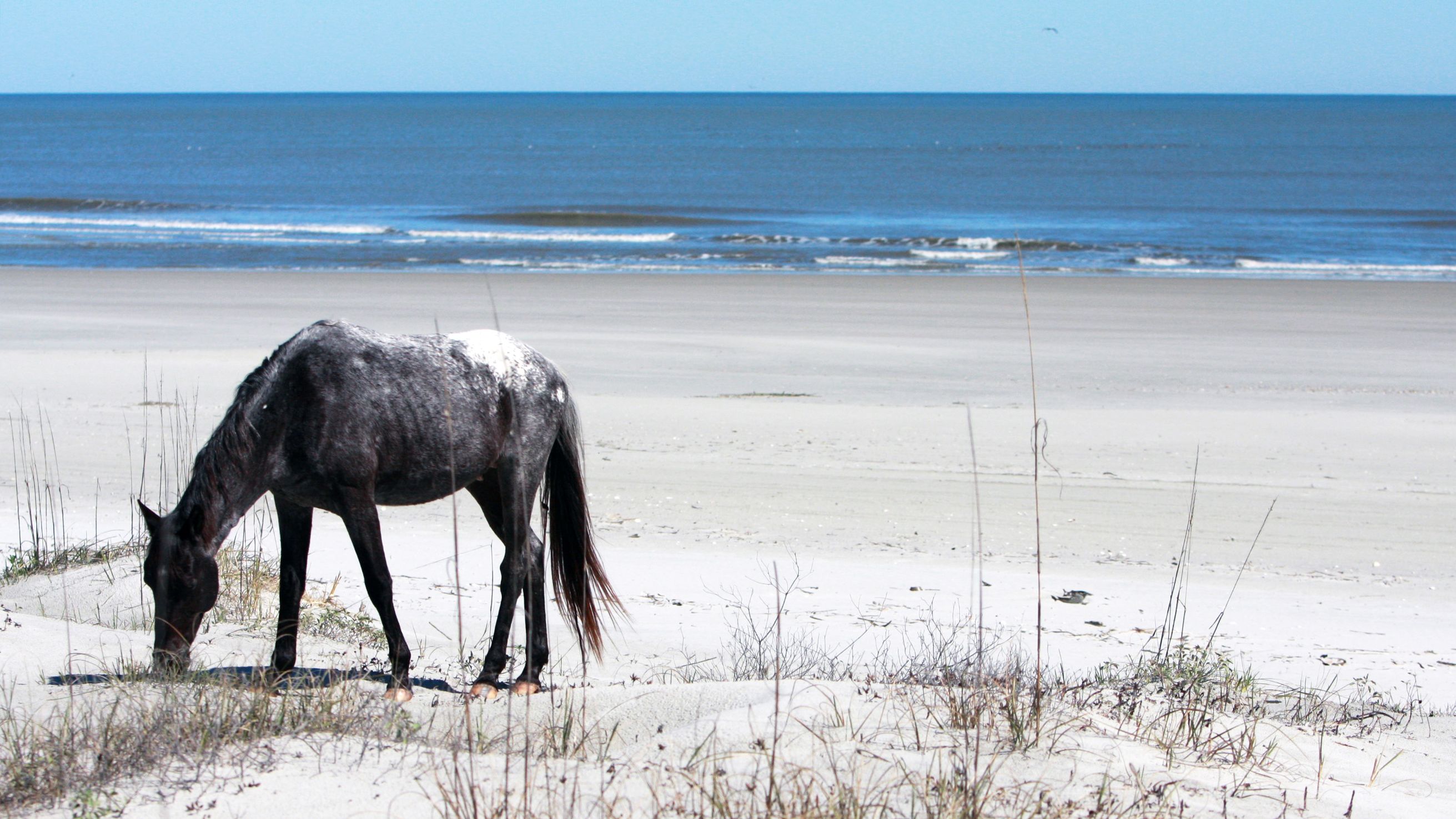 180531151258 01 cumberland island