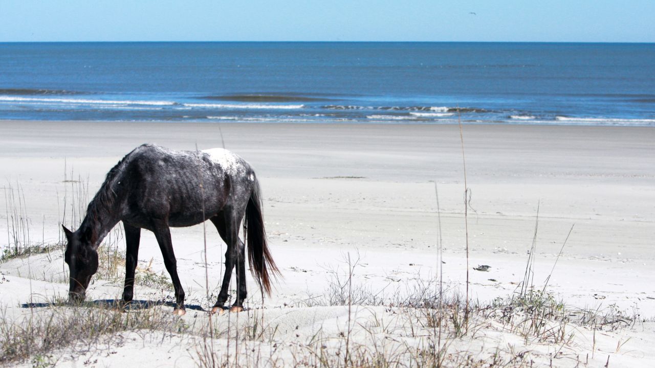 <strong>Cumberland Island National Seashore. </strong>A barrier island off the coast of Georgia, Cumberland Island is home to over 500 plant species, over 300 bird species, 55 different types of reptiles and amphibians, plus 30 mammal species -- including feral hogs and horses. 