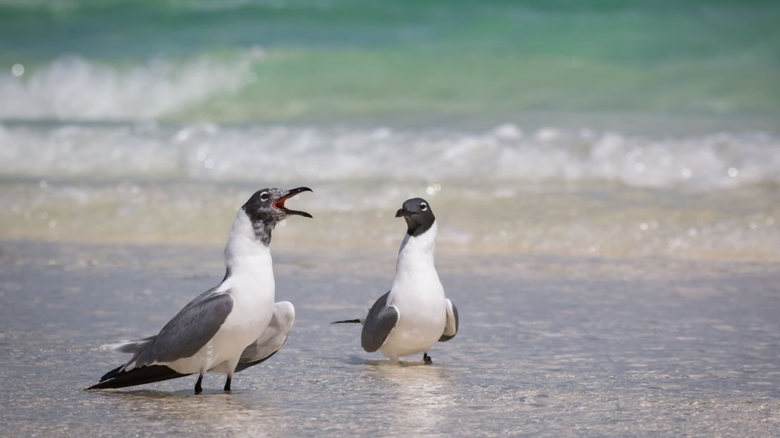 Laughing gulls 