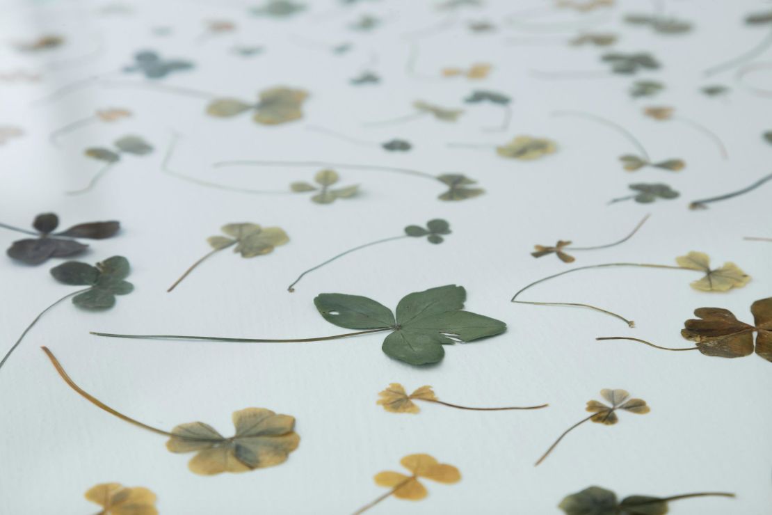 Tacita Dean, Four, Five, Six, Seven and Nine Leaf Clover Collection (detail), 1972--present. © Courtesy the artist; Frith Street Gallery, London and Marian Goodman Gallery, New York/Paris. Photo: Augustín Garza