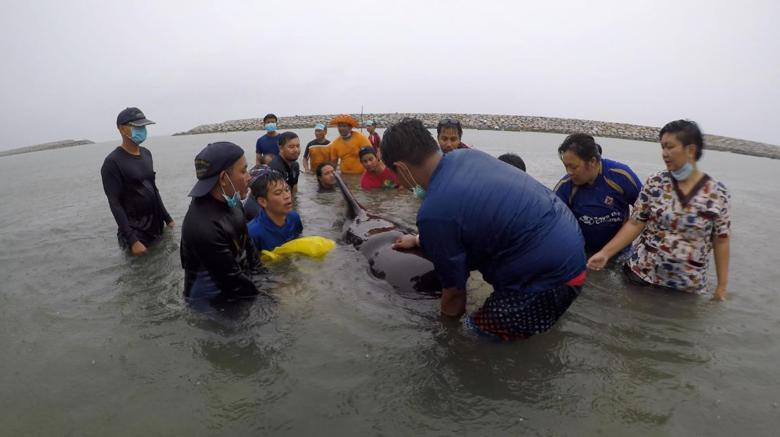 ThaiWhales volunteers and government marine veterinarians work to treat the sick whale. 