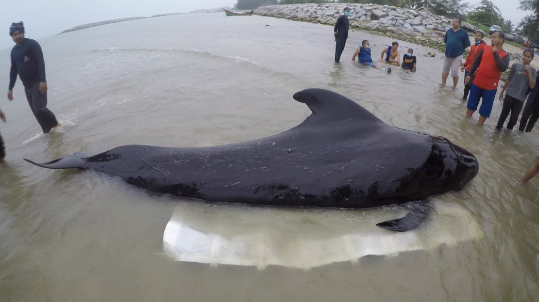 Volunteers attempt to rescue the male pilot whale and nurse it back to health.