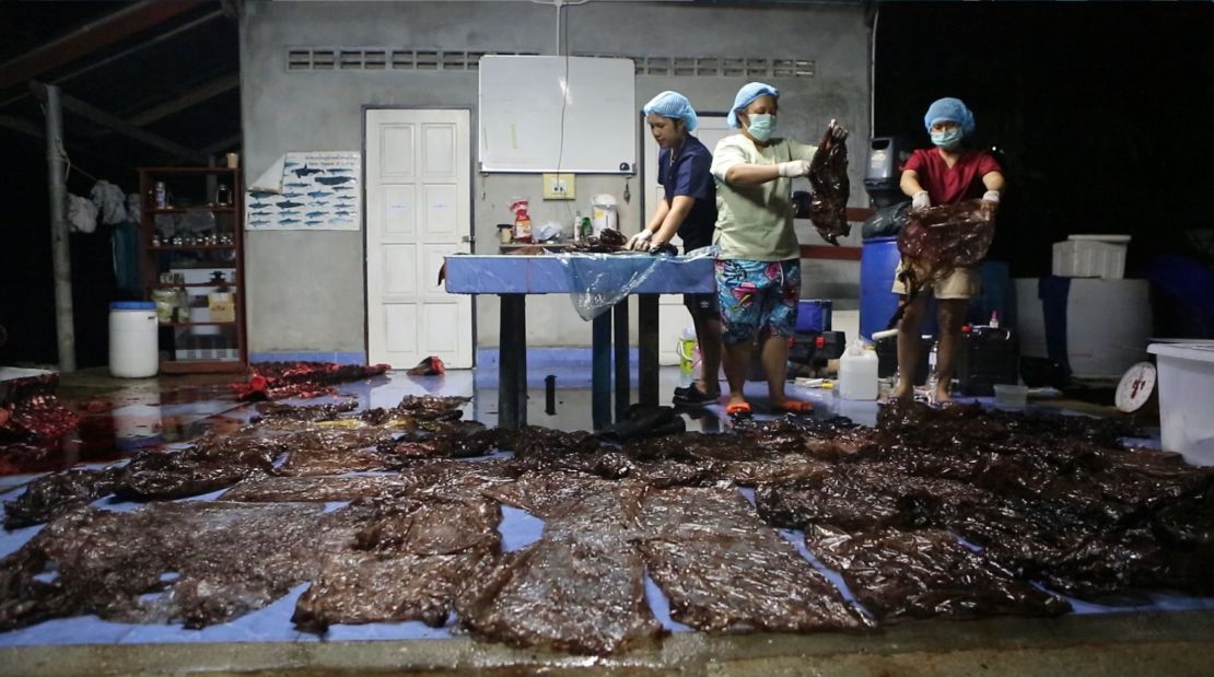 A marine veterinarian and volunteers display plastic bags from the stomach of the dead pilot whale.