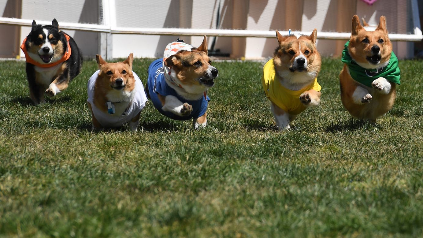 Corgi dogs race during the SoCal "Corgi Nationals" championship at the Santa Anita Horse Racetrack in Arcadia, California on Sunday, May 27. The event saw hundreds of Corgi dogs compete for the fastest dog title at the event. 