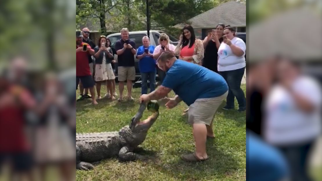 gator gender reveal