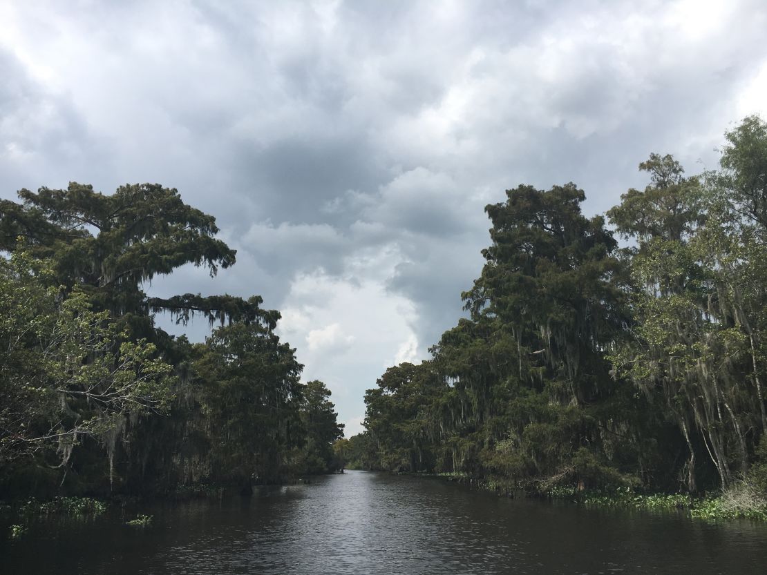 Healthy marshes support trees and land, providing storm protection.