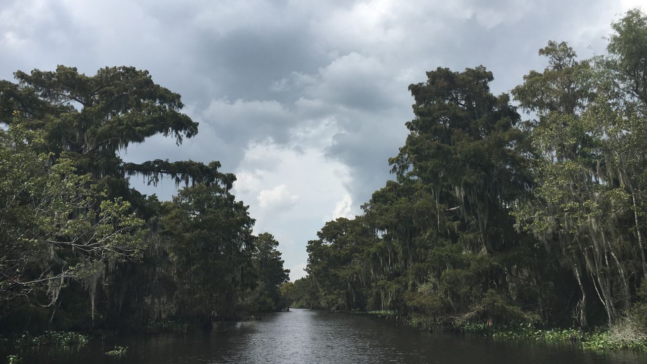 Healthy marshes support trees and land, providing storm protection.