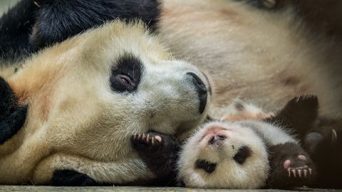 01 pandas cnnphotos RESTRICTED