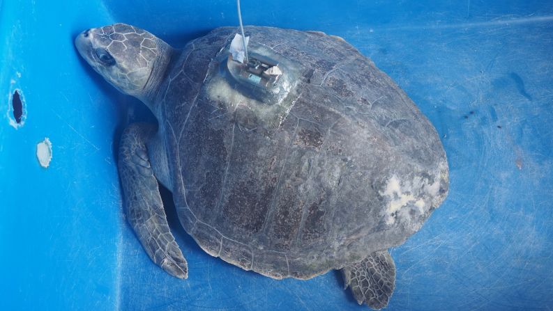 <strong>Eevee: </strong>A juvenile olive ridley sea turtle, Eevee was discovered tangled in a ghost net and brought to the turtle rehab center. One and a half of her flippers were amputated. Here, she awaits re-release into the wild after application of a satellite trackers. 
