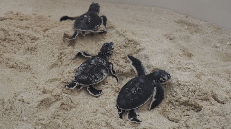 <strong>Baby turtles: </strong>The center cares for both turtles in need of rehabilitation and new hatchlings. 