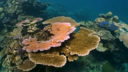 Ivan Watson is on the Great Barrier Reef for world oceans day to explore the efforts underway to save the great barrier reef.  THE RACE TO SAVE THE REEF