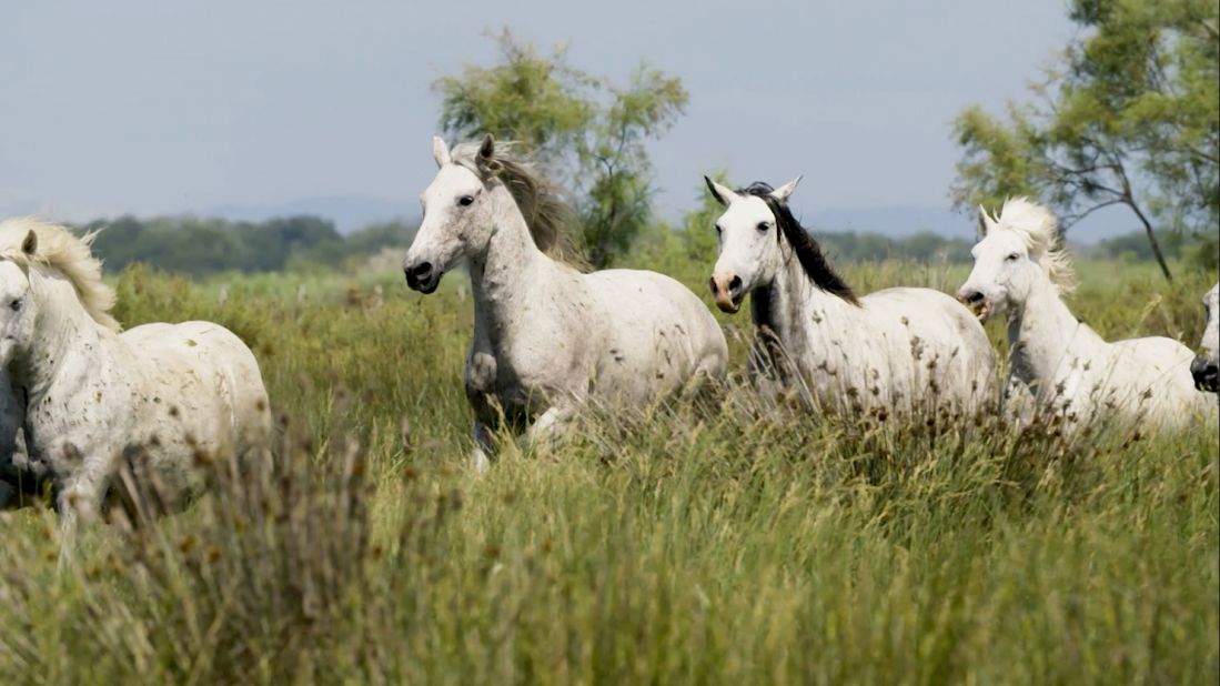 As well as diverse birdlife, the marshes of the Camargue are famous for their wild horses.