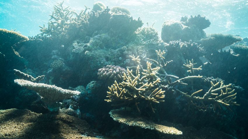 Healthy coral that survived the 2016 and 2017 mass bleaching events on the Great Barrier Reef.