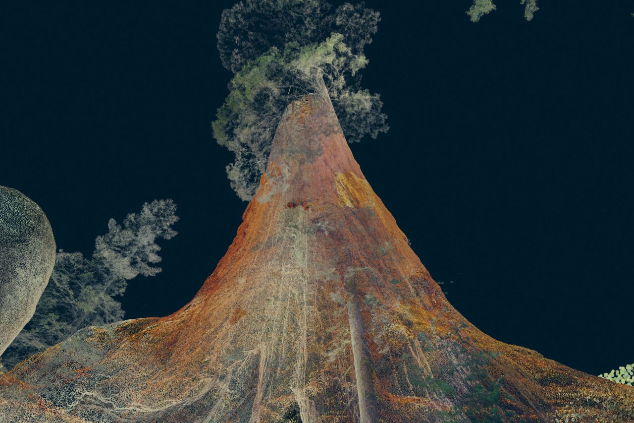 By donning VR headsets and entering a replica of a gant sequoia tree, visitors to London's Southbank Centre were taken on a journey into the tree's world.