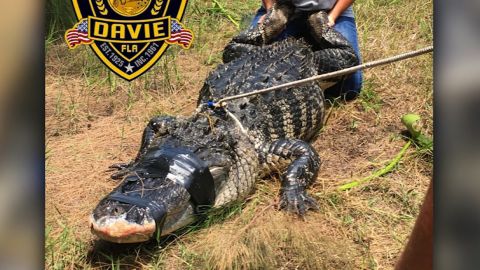 FL: ATTACK GATOR CAUGHT-PHOTO