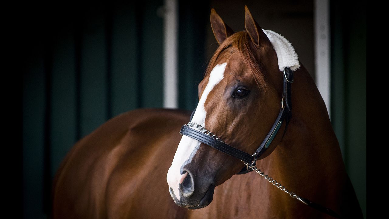 Justify is seen at Pimlico Race Course on May 16, 2018, in Baltimore, three days before winning the Preakness Stakes.