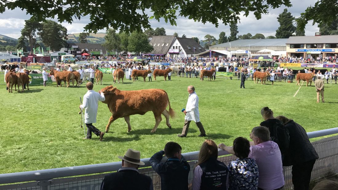 <strong>July in Wales:</strong> Cattle are judged at<strong> </strong>the Royal Welsh Show in Builth Wells. This agricultural show is held each July and is a great way to get to know the people and culture of this part of Britain.