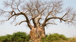 A large baobab tree in Lower Zambezi National Park, Zambia, Africa