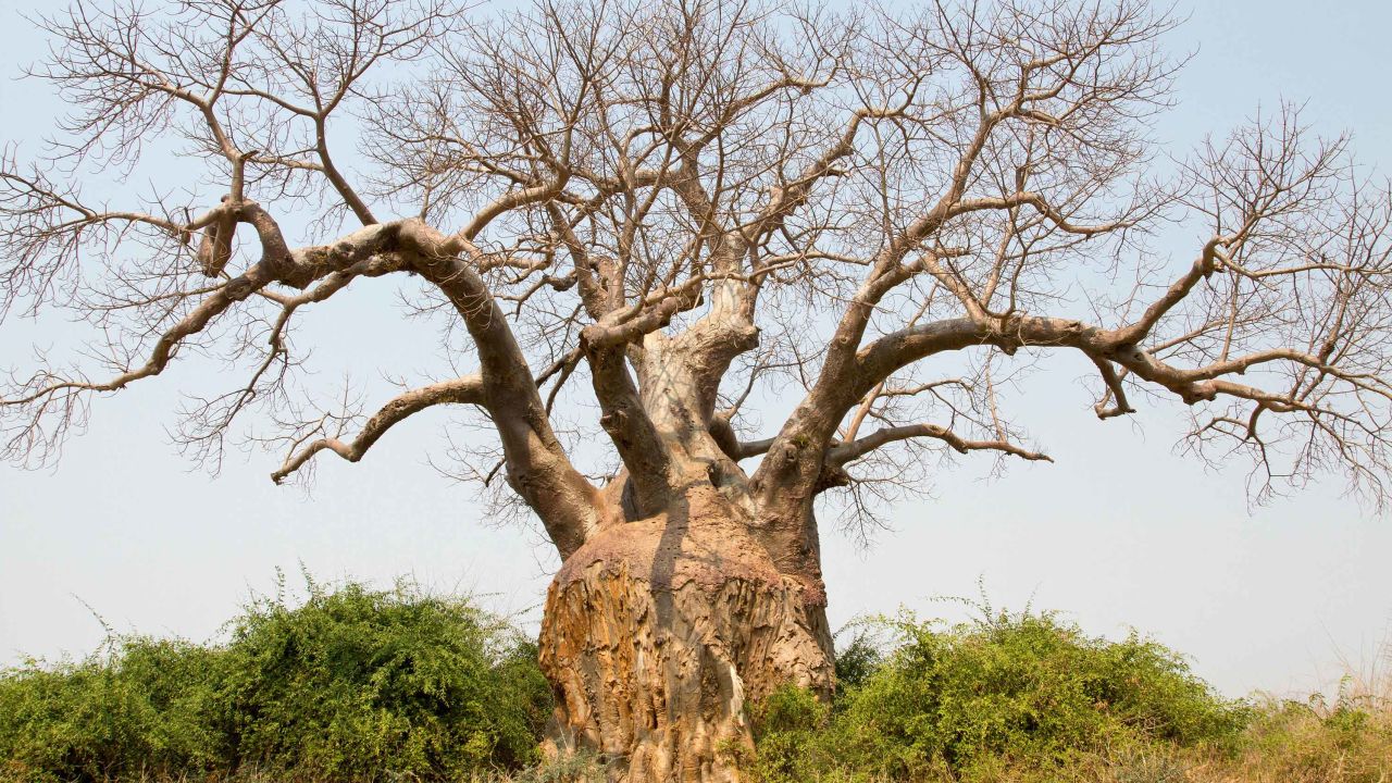 A large baobab tree in Lower Zambezi National Park in Zambia.