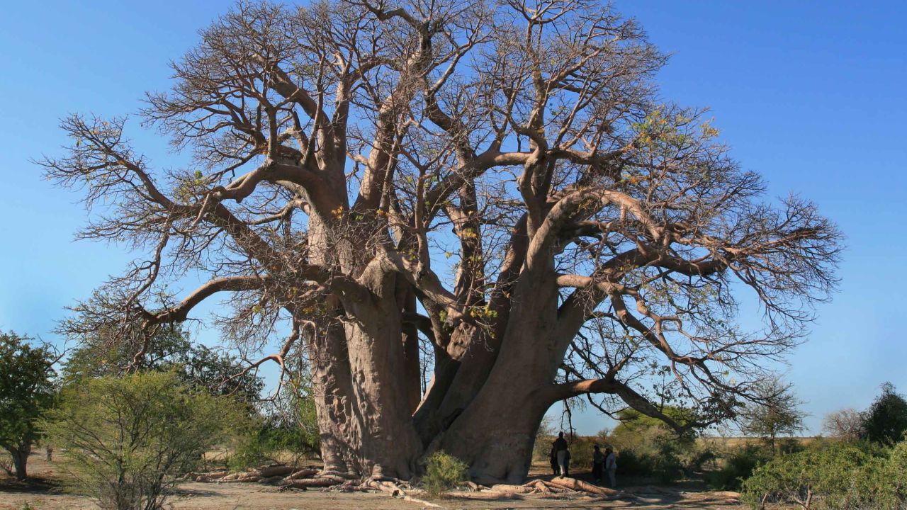 The Chapman baobab tree in Botswana, which collapsed in 2016.