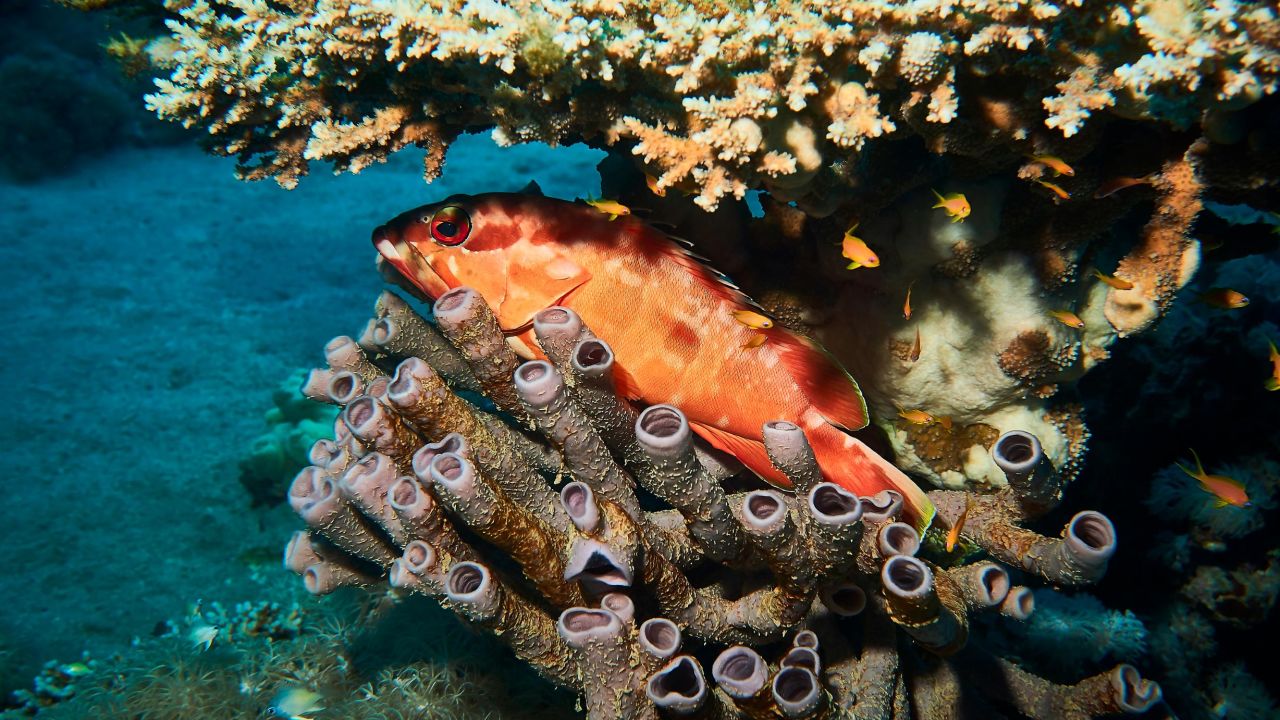 A carnivorous fish, the grouper lives and hunts prey on the coral reef.