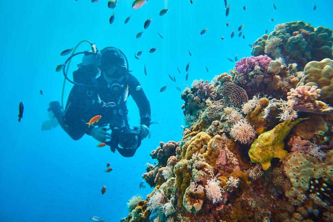 Jerome Delafosse from the Energy Observer Project examines coral in the Gulf of Aqaba.
