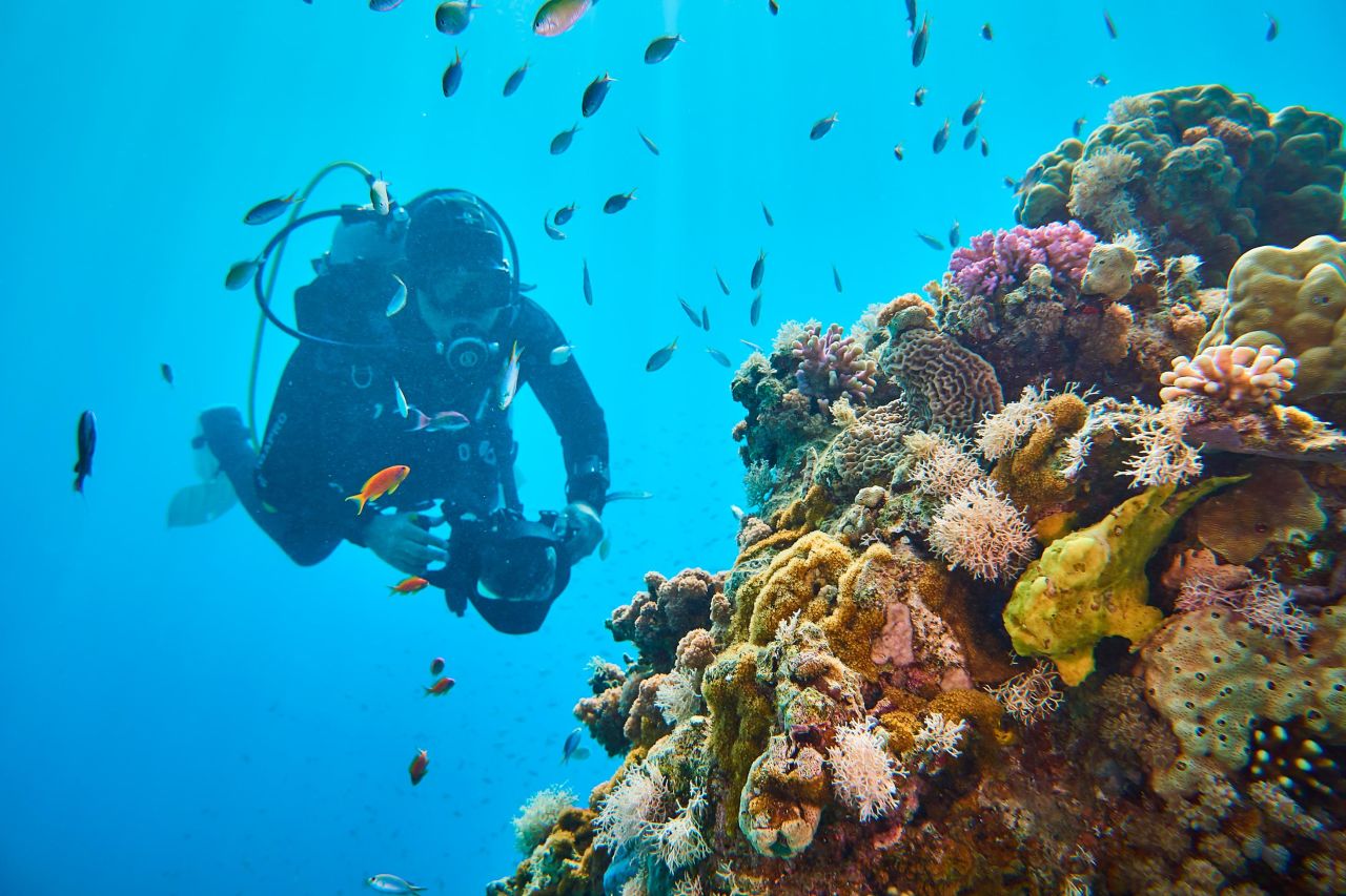 Jerome Delafosse from the Energy Observer Project examines coral in the Gulf of Aqaba.