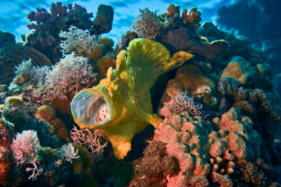 The yellow frog fish lives on the coral reef and relies on it for food and safety.