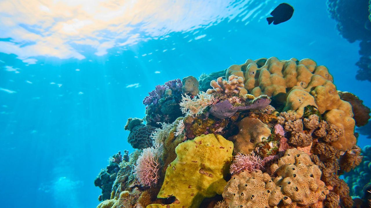 Coral reefs are hotspots for biodiversity and a vital part of the marine ecosystem, <a href="https://ocean.si.edu/ocean-life/invertebrates/corals-and-coral-reefs" target="_blank" target="_blank">home to a quarter of all marine species. </a>