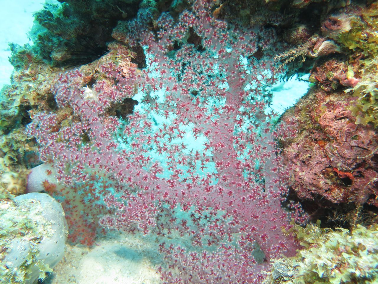 Soft coral.