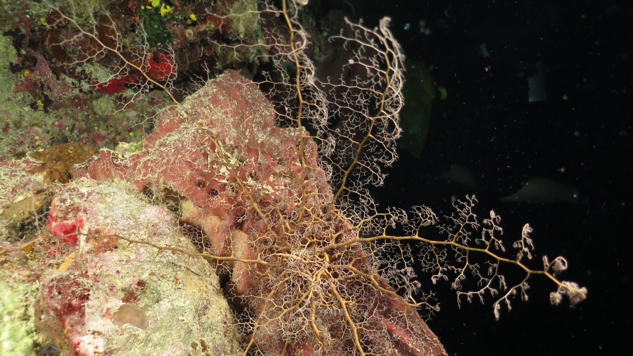By day, basket stars coil their long arms and hide in small nooks and crannies on the reef. At night they feed, unfurling their arms and capturing small particles with their "branchlets."