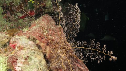 By day, basket stars coil their long arms and hide in small nooks and crannies on the reef. At night they feed, unfurling their arms and capturing small particles with their "branchlets." 