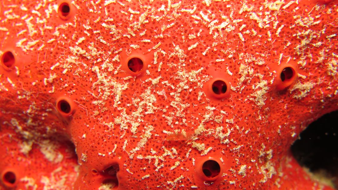Despite their outward appearance, sponges are animals. They draw water in through small pores (visible in this close-up photo) to capture floating food particles. Sponges tend to live in mutually beneficial relationships with other species -- crabs, shrimps, barnacles and brittle stars spend their entire lives on or inside the host sponge. Many sponges also harbor a vast diversity of microbial life -- in some, the biomass of microbes can outweigh the biomass of the sponge itself. 