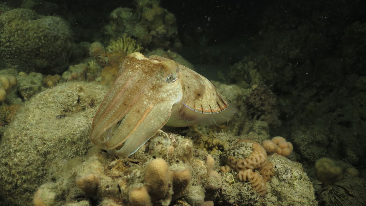 Despite its name, the cuttlefish is not a fish -- it's a cephalopod, and closely related to octopuses and squids. Considered one of the most intelligent non-vertebrate animals, cuttlefish hunt prey on the reef, mostly by night. Masters of camouflage, they can change color patterns almost instantly. They use color changes to catch prey, avoid being eaten by predators, and communicate -- both with other cuttlefish and other species. 
