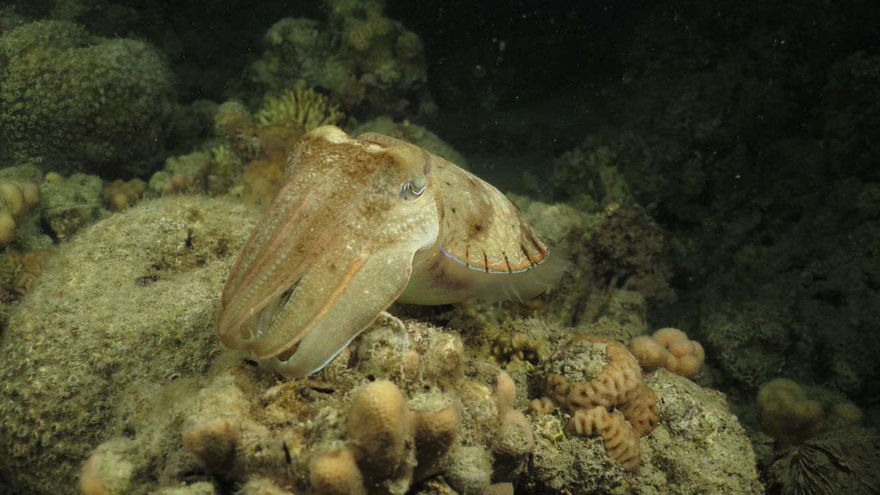 Despite its name, the cuttlefish is not a fish -- it's a cephalopod, and closely related to octopuses and squids. Considered one of the most intelligent non-vertebrate animals, cuttlefish hunt prey on the reef, mostly by night. Masters of camouflage, they can change color patterns almost instantly. They use color changes to catch prey, avoid being eaten by predators, and communicate -- both with other cuttlefish and other species.