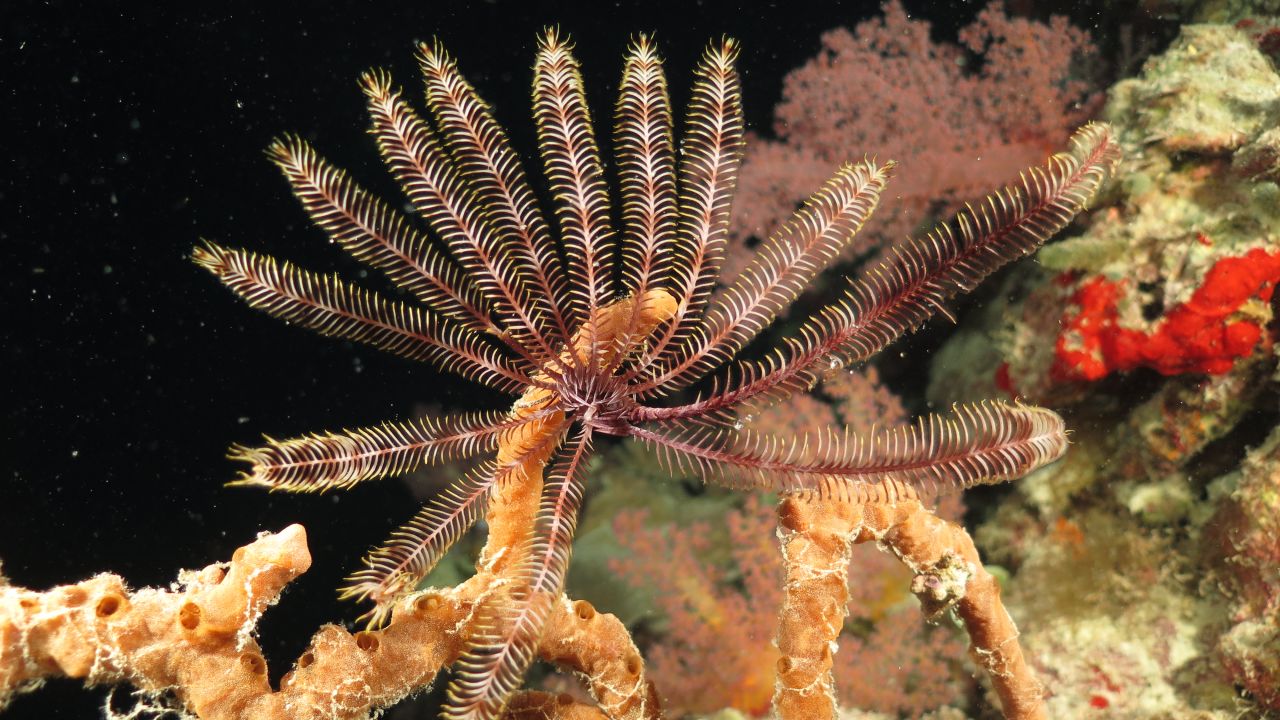 Closely related to sea stars, feather stars are typically seen on coral reefs after sunset, when they perch on high parts of the reef and extend their feathery arms up into the water to catch plankton and other small food particles.