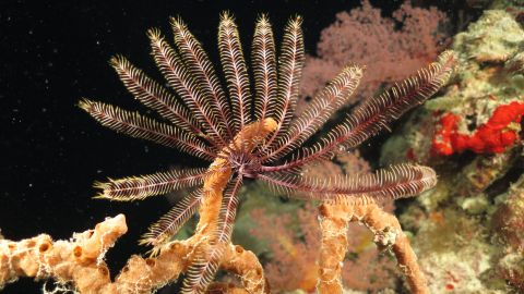 Closely related to sea stars, feather stars are typically seen on coral reefs after sunset, when they perch on high parts of the reef and extend their feathery arms up into the water to catch plankton and other small food particles. 