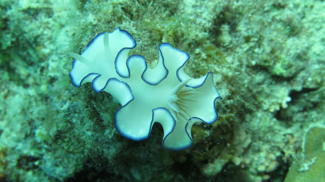 This fairytale-looking creature is a type of sea slug called a nudibranch. Like land slugs it is very similar to a snail, but doesn't have a shell. 