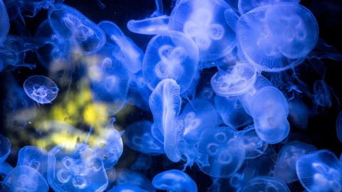 Moon Jellyfish as seen above in the Aquarium at the Berlin Zoo stung hundreds of people on Florida beaches over the weekend.