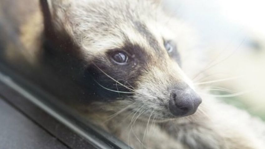 Picture of the raccoon that climbed the MPR building in St. Paul