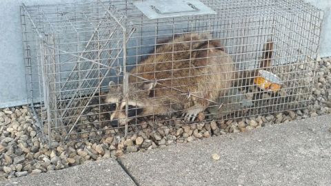 The raccoon that scaled a high-rise office building in St. Paul, Minnesota was caught atop the UBS Tower.