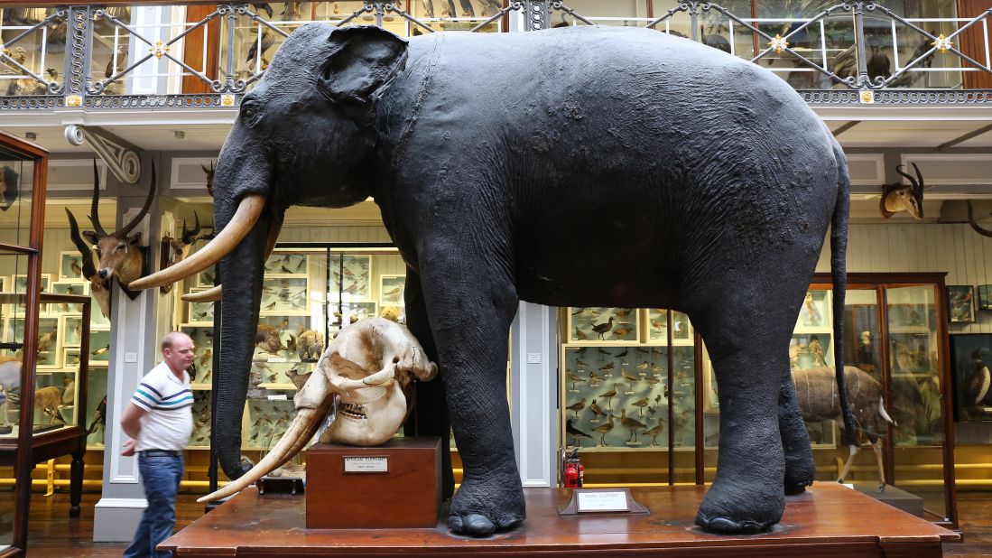 <strong>Natural History Museum:</strong> An elephant in Dublin? You can see this along with exhibits on animals native to Ireland when you visit here.