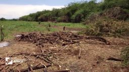 Marketplace Africa Kenya charcoal deforestation a_00013613.jpg