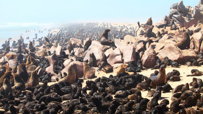 <strong>Seal colony: </strong>The most common mammal along the Skeleton Coast, Cape fur seals live in colonies, with very large groups at Cape Cross and Angra Fria on the northern shore.  
