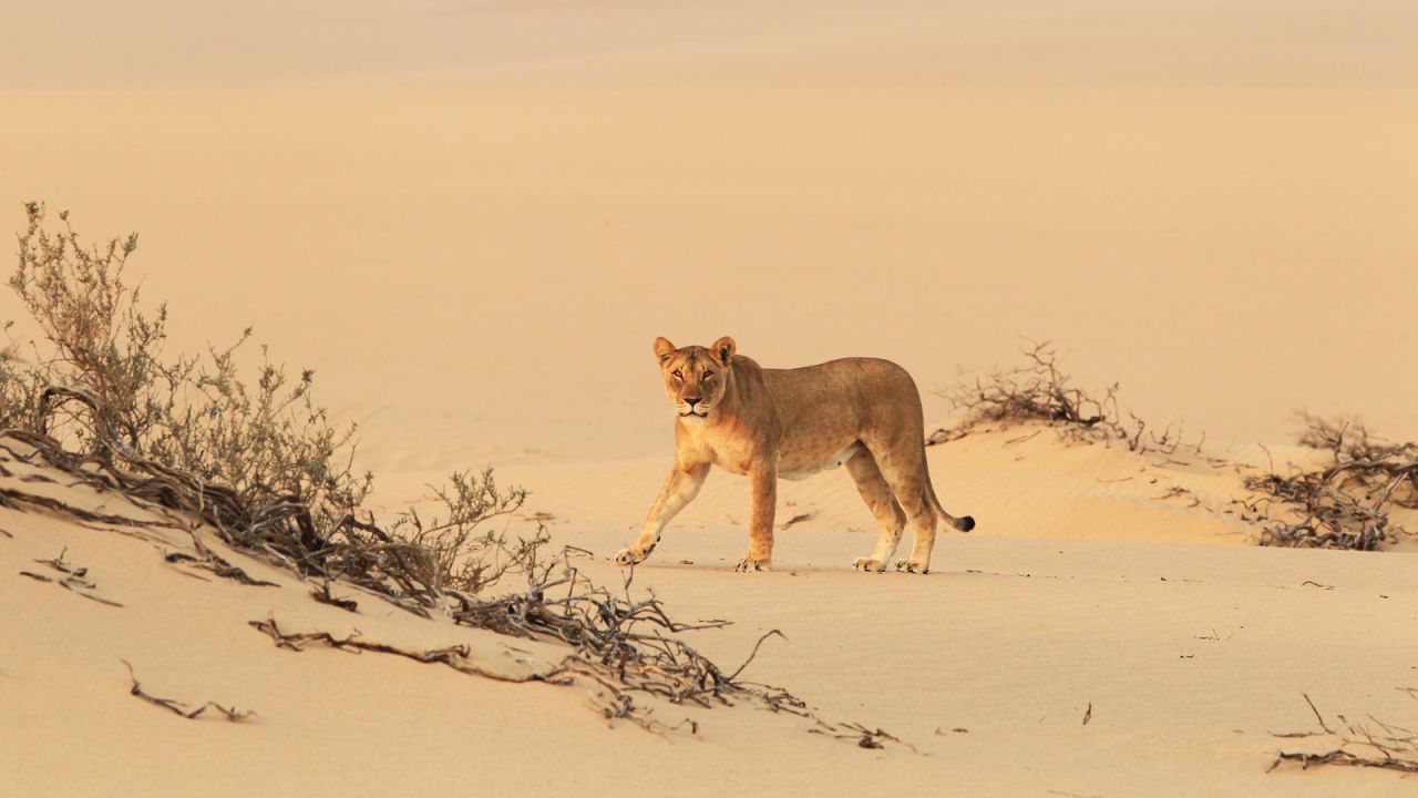 <strong>Unique population: </strong>The Hoanib Research Centre strives to protect and conserve these noble beasts of the desert coast. 