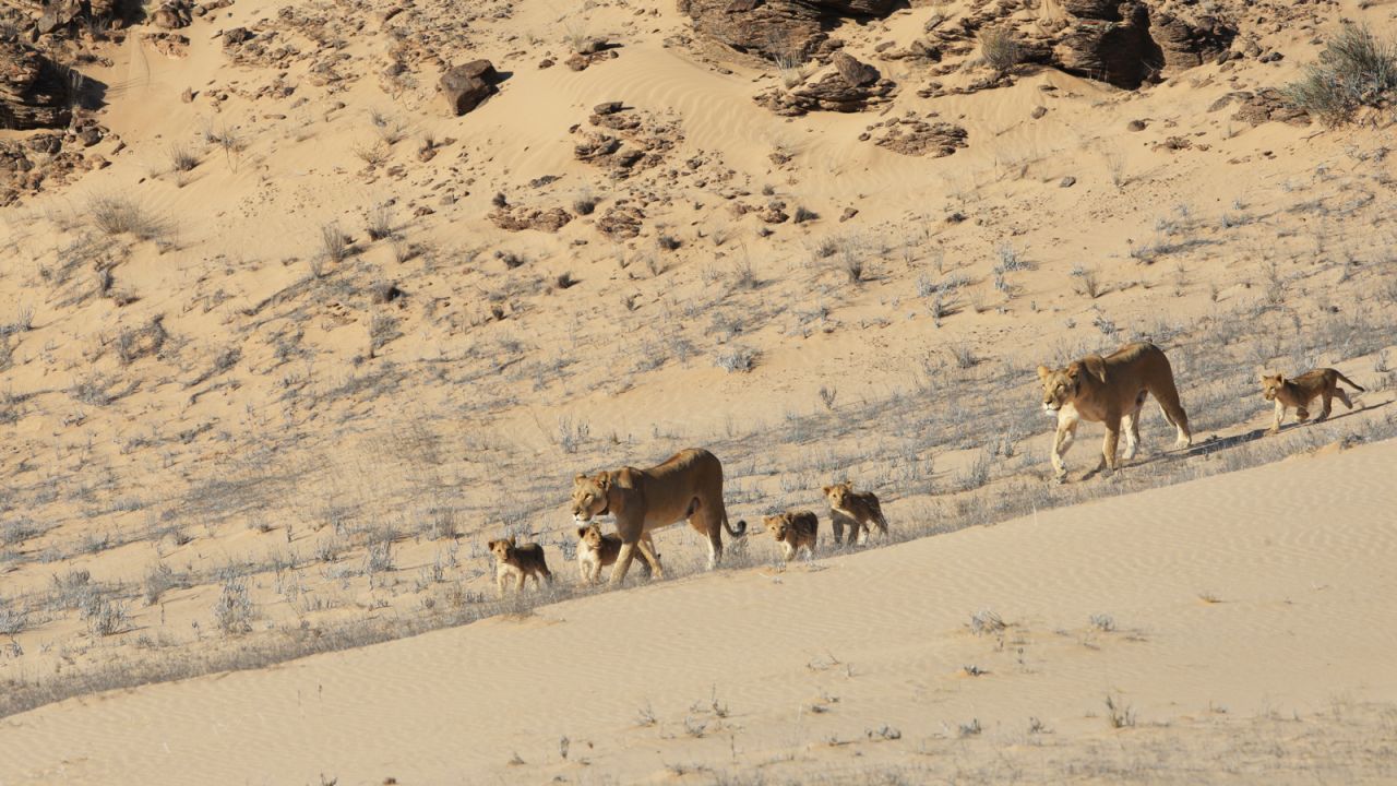 <strong>Iconic creatures: </strong>The coast is home to the rare and endangered desert lion, sometimes seen stalking and feasting on marine creatures.