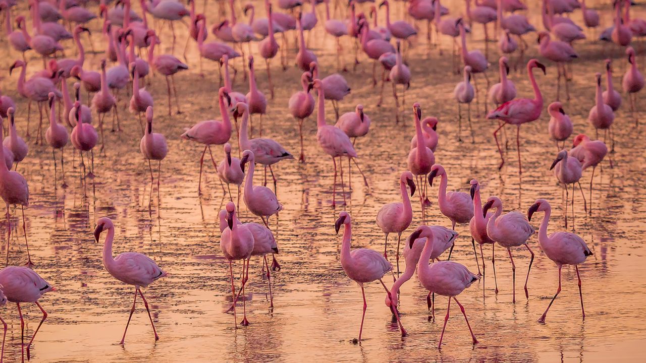 <strong>Bird life:</strong> Flocks of as many as 50,000 greater flamingos flourish in the shoreline's lagoons, estuaries and salt pans during the long migrations across the continent.  