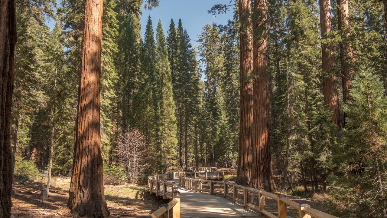 <strong>A crown jewel of Yosemite National Park: </strong>The Mariposa Grove at Yosemite is home to over 500 giant sequoia trees. 